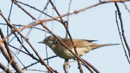 Common Whitethroat