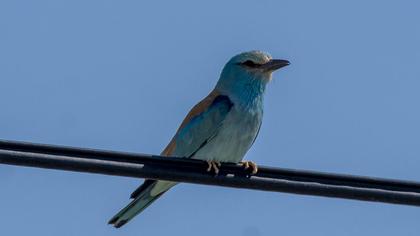 European Roller