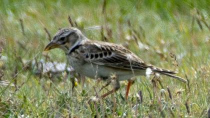 Calandra Lark