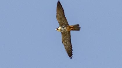 Eurasian Hobby