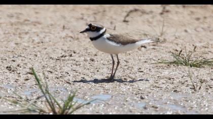 Little Ringed Plover