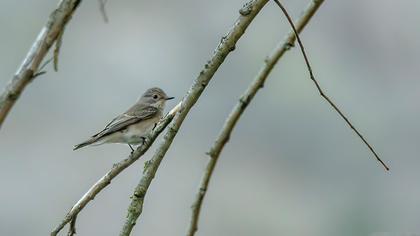 Spotted Flycatcher