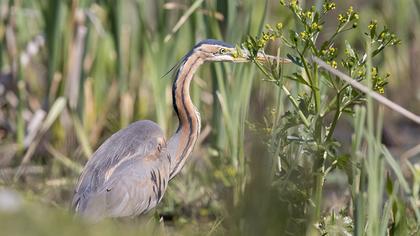 Purple Heron