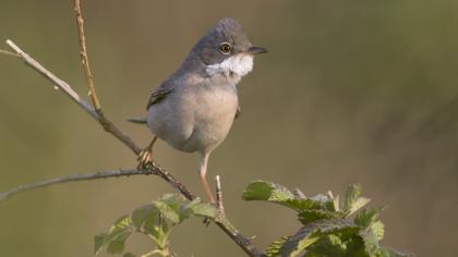 Common Whitethroat