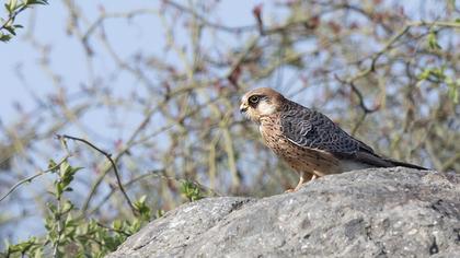 Red-footed Falcon