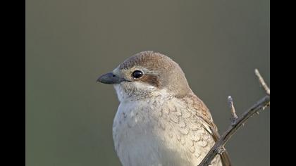 Red-backed Shrike