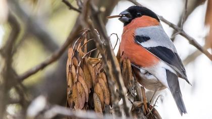 Eurasian Bullfinch