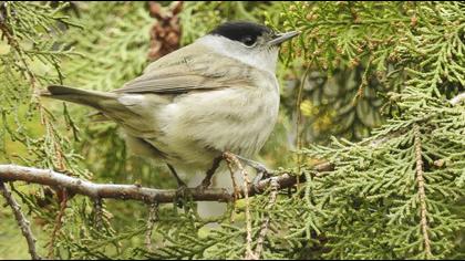 Eurasian Blackcap