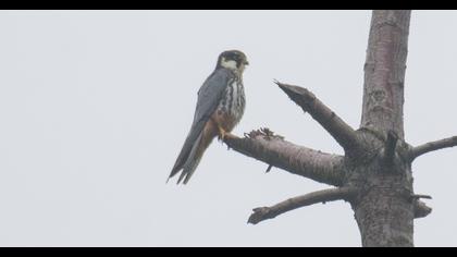Eurasian Hobby
