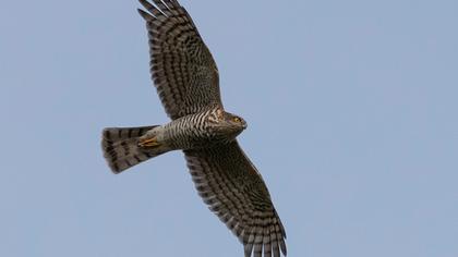 Eurasian Sparrowhawk