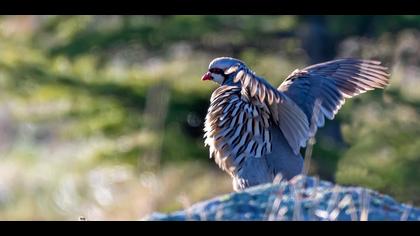 Chukar Partridge