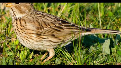 Corn Bunting