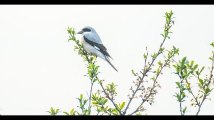 Lesser Grey Shrike