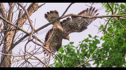European Honey Buzzard