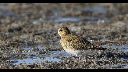 European Golden Plover