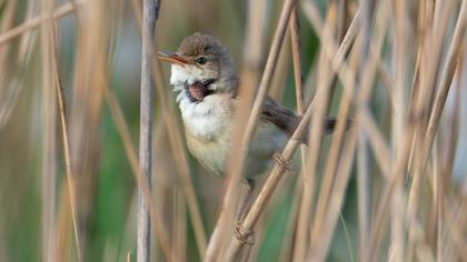 Great Reed Warbler