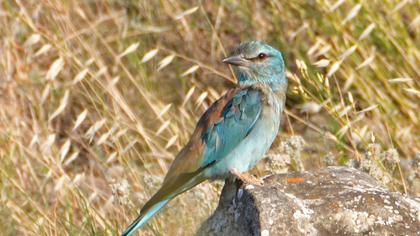 European Roller