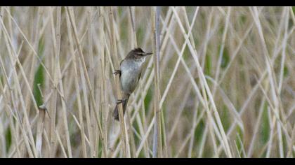Great Reed Warbler