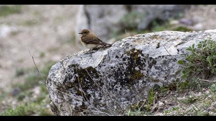 Karakulaklı kuyrukkakan
