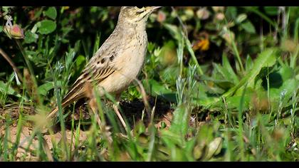 Tawny Pipit