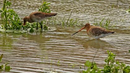 Black-tailed Godwit