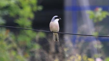 Lesser Grey Shrike