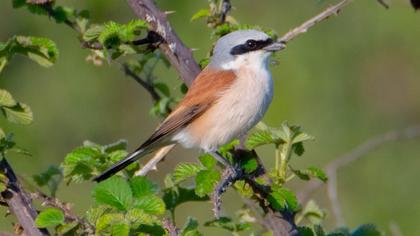 Kızılsırtlı örümcekkuşu