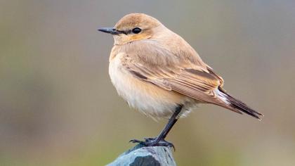 Isabelline Wheatear