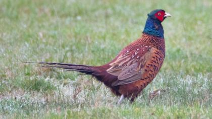 Common Pheasant
