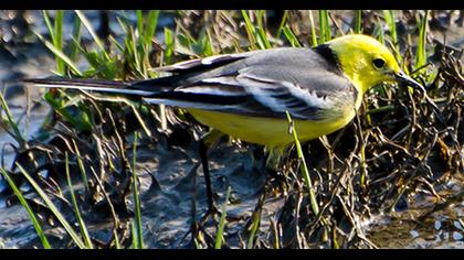 Citrine Wagtail