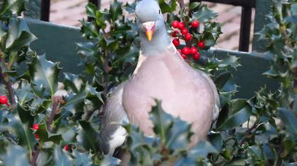 Common Wood Pigeon
