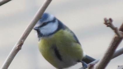 Eurasian Blue Tit