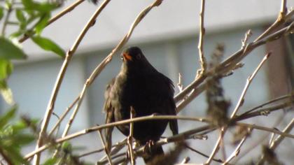 Common Blackbird