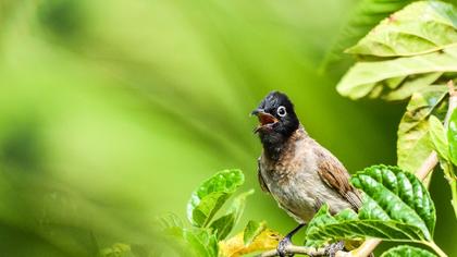 White-spectacled Bulbul