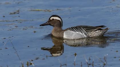 Garganey