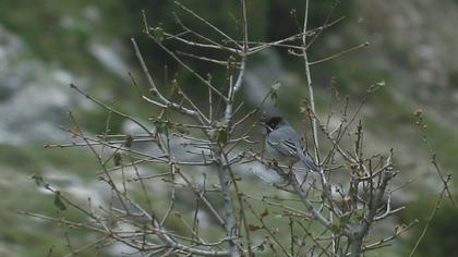 Rüppell`s Warbler