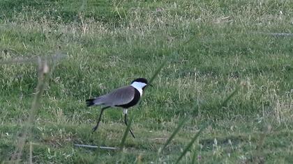 Spur-winged Lapwing