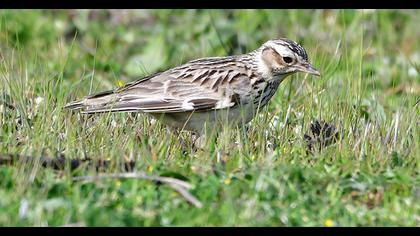 Woodlark