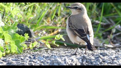Northern Wheatear