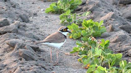 Little Ringed Plover