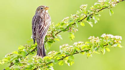 Corn Bunting