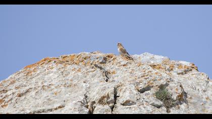 Eurasian Crimson-winged Finch