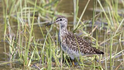 Wood Sandpiper