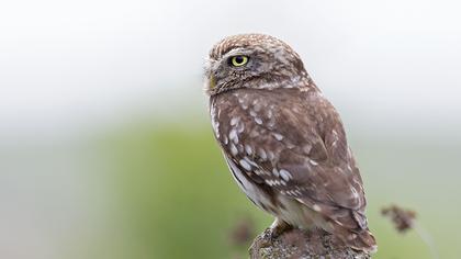 Little Owl