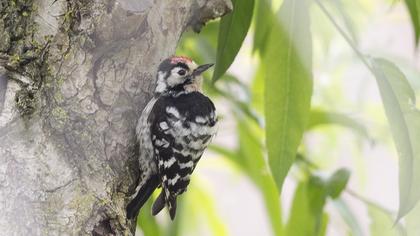 Lesser Spotted Woodpecker