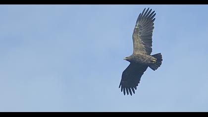 Lesser Spotted Eagle