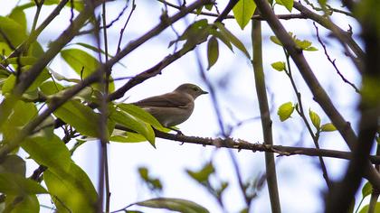 Garden Warbler