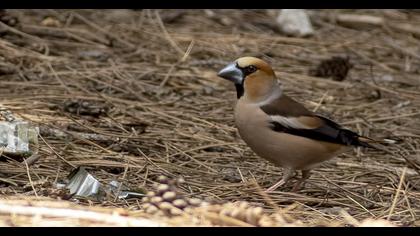 Hawfinch