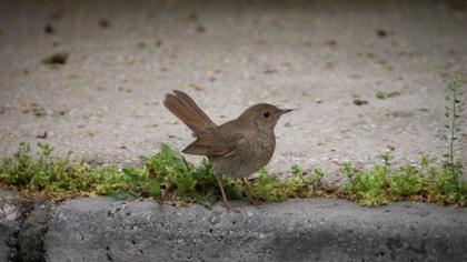 Thrush Nightingale