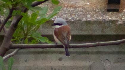 Red-backed Shrike